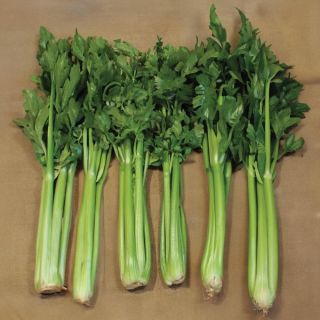 Hudson Celery Thumbnail